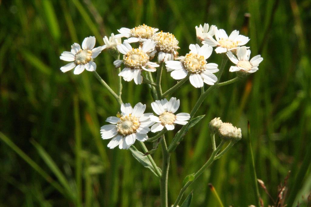 Achillea ptarmica (door Willem Braam)