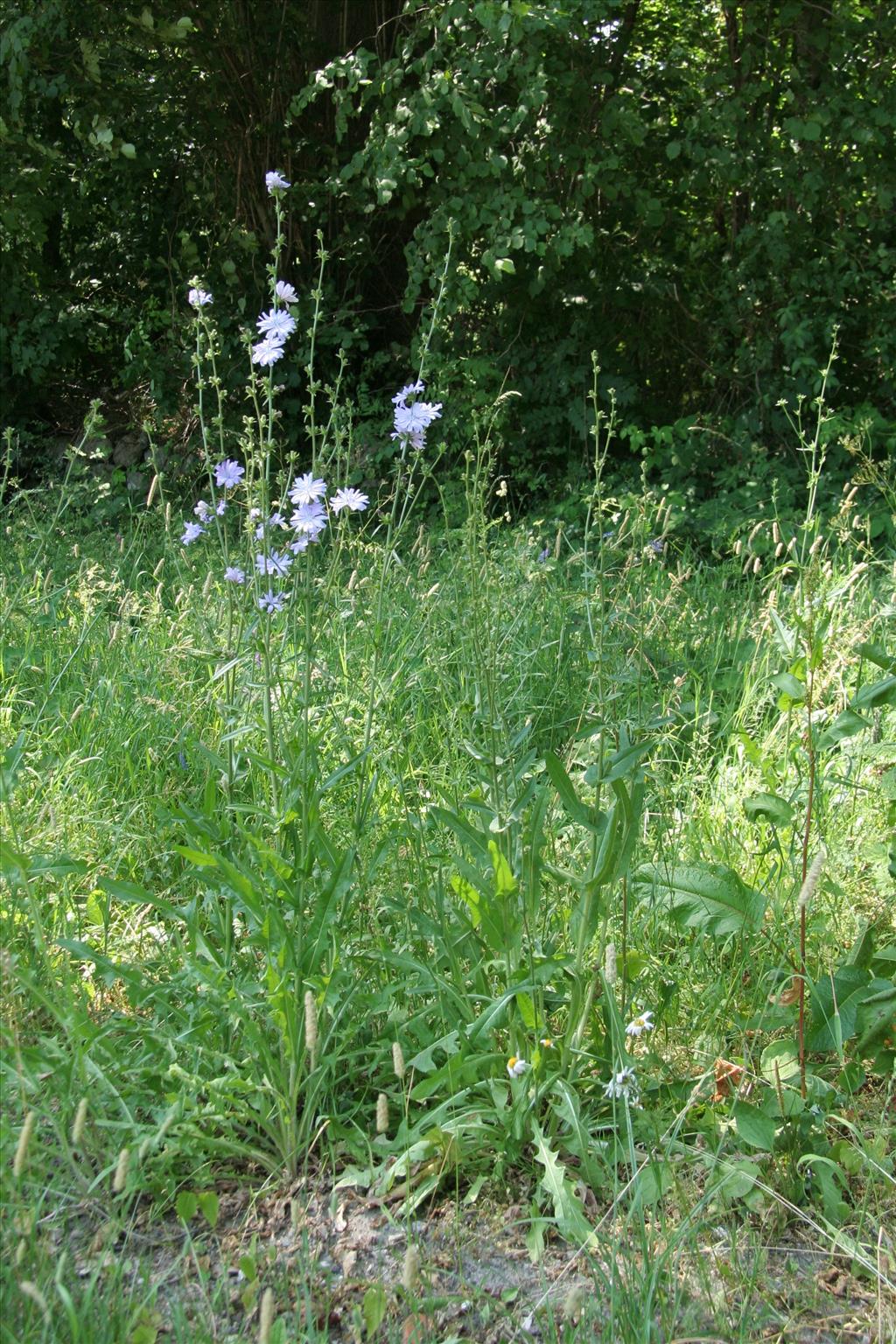 Cichorium intybus (door Willem Braam)