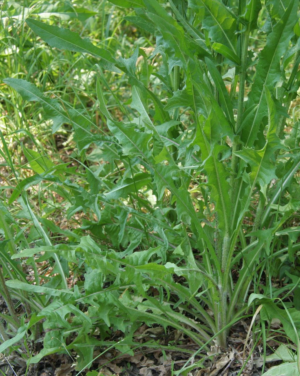 Cichorium intybus (door Willem Braam)