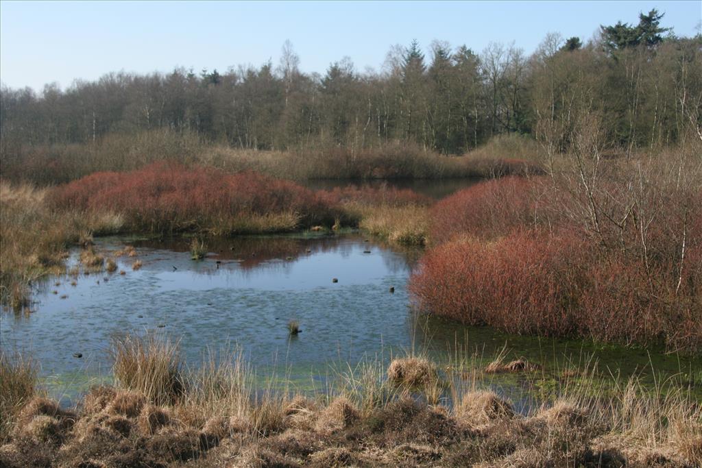 Myrica gale (door Willem Braam)