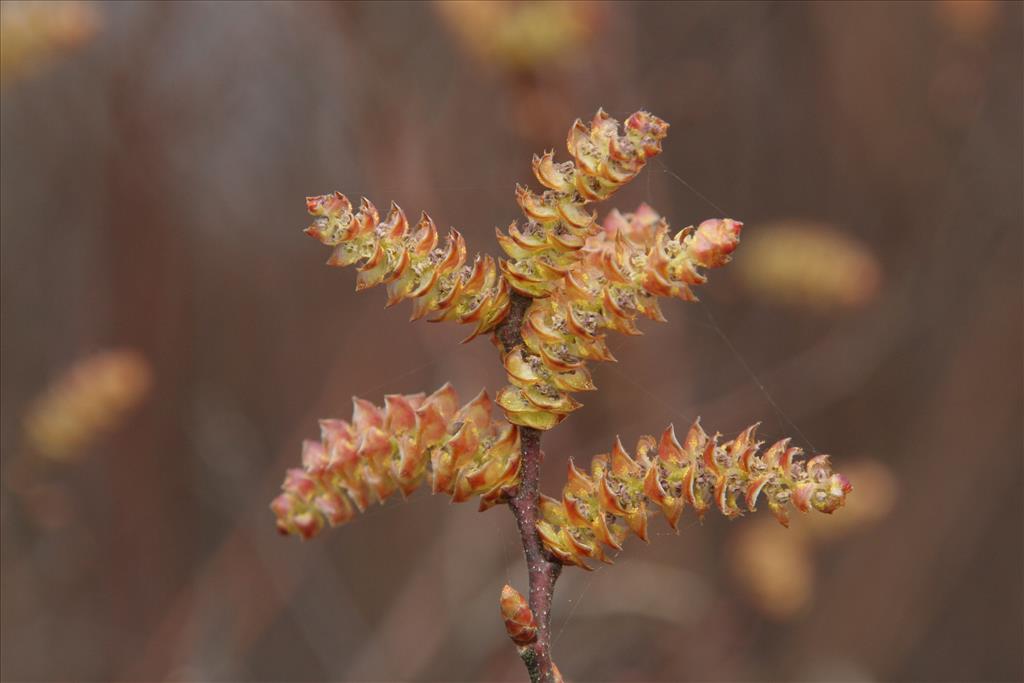 Myrica gale (door Willem Braam)