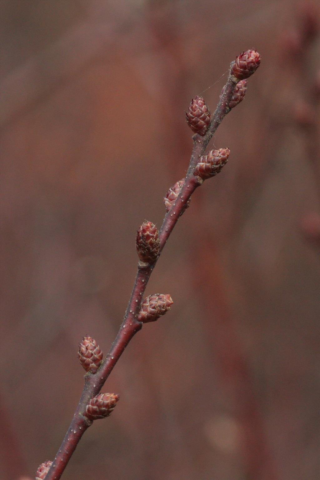 Myrica gale (door Willem Braam)