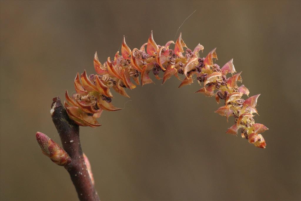 Myrica gale (door Willem Braam)