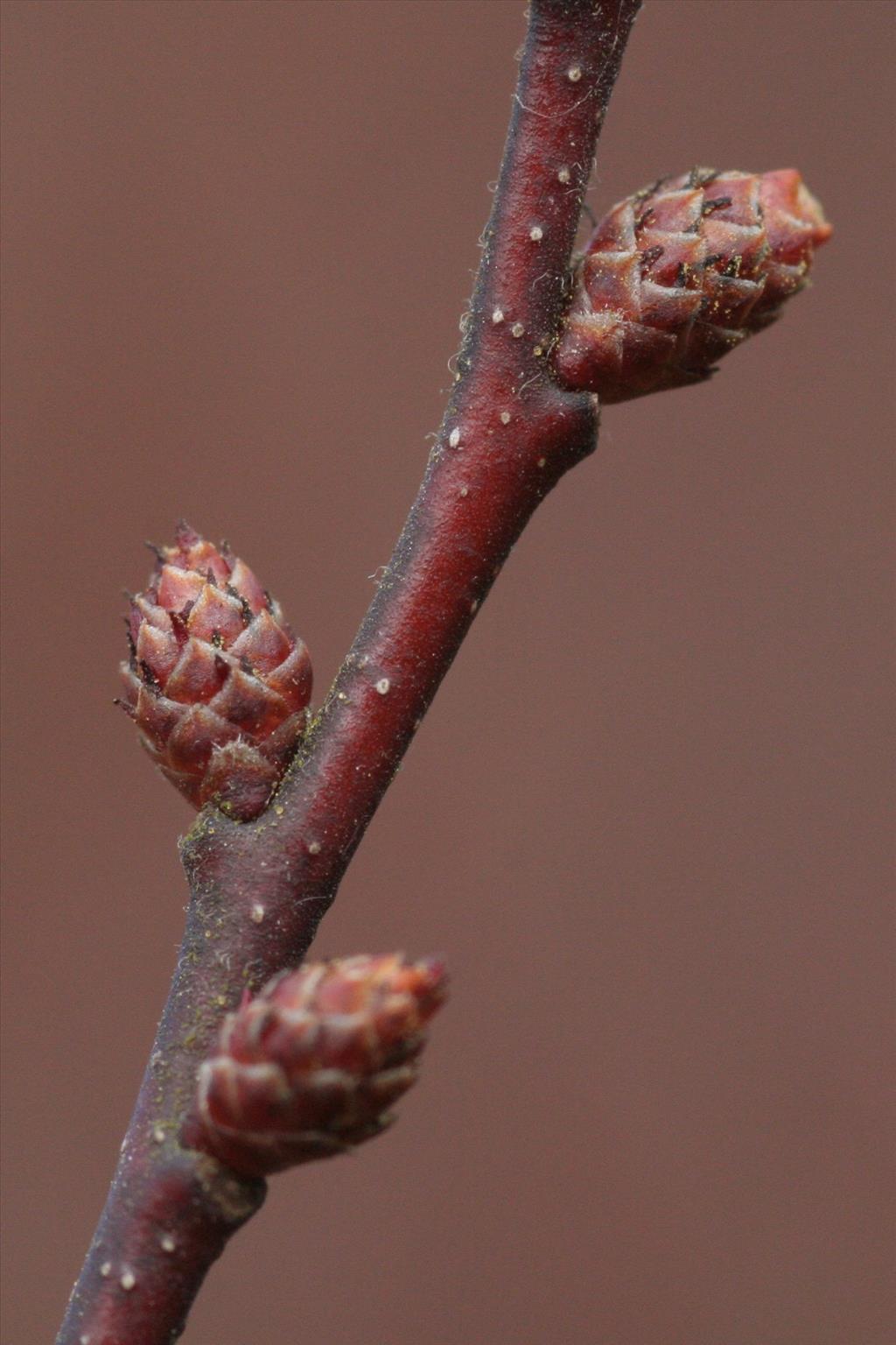 Myrica gale (door Willem Braam)