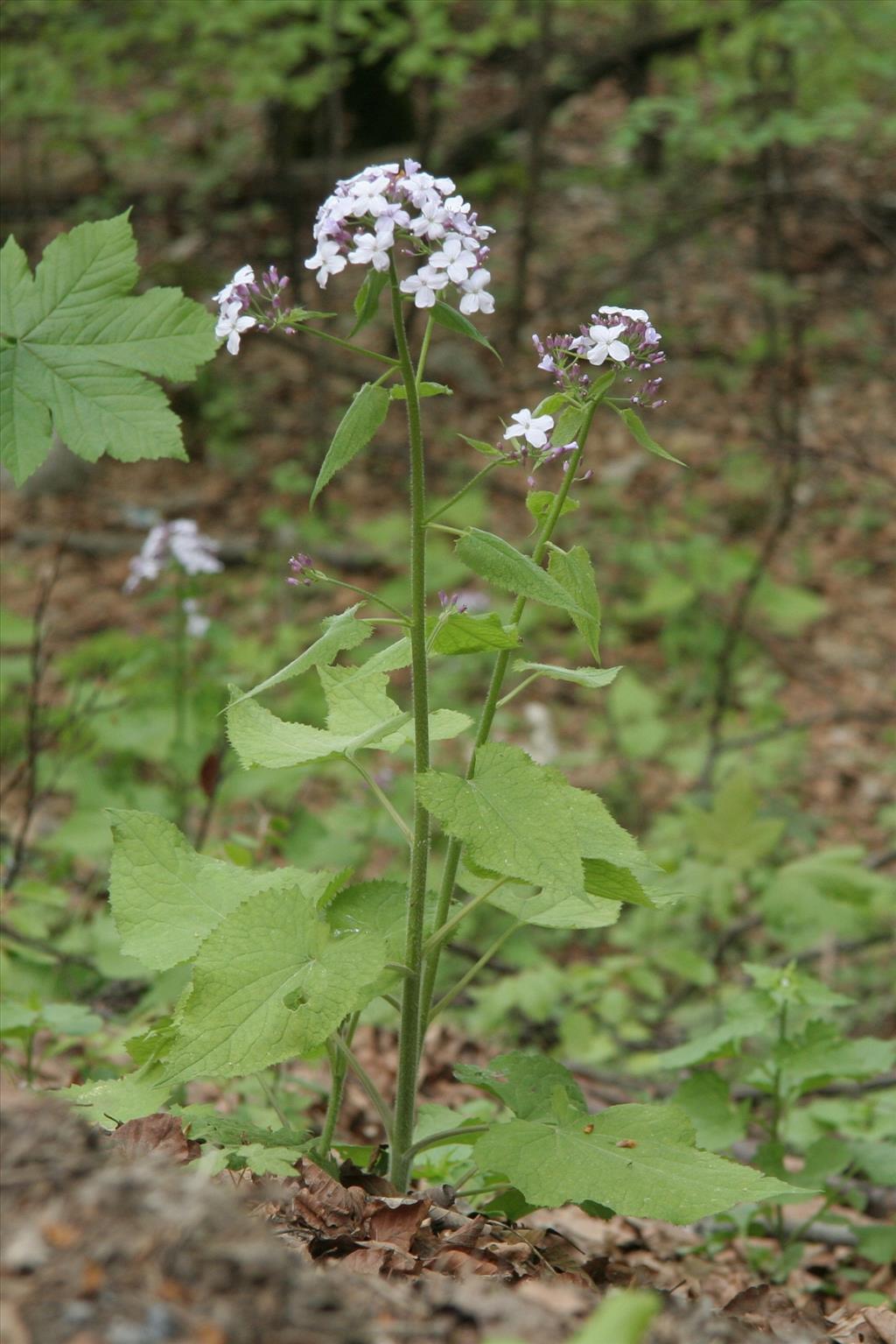 Lunaria rediviva (door Willem Braam)