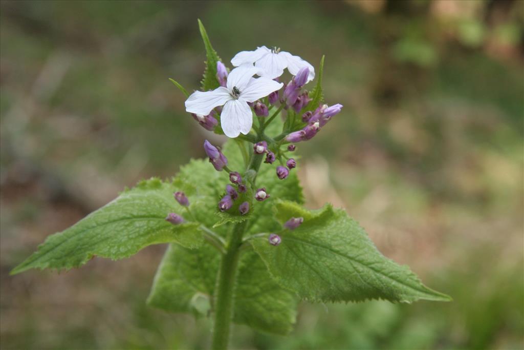 Lunaria rediviva (door Willem Braam)