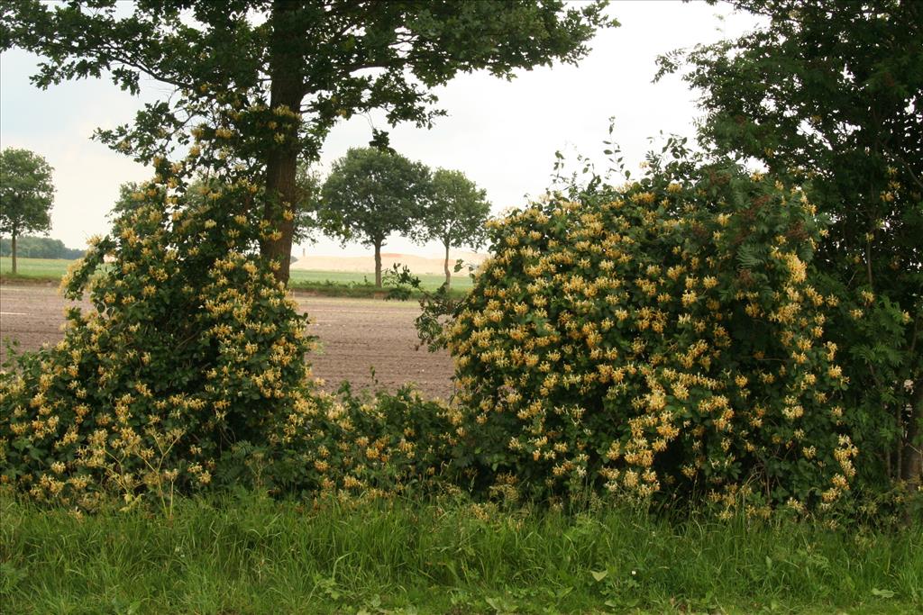 Lonicera periclymenum (door Willem Braam)