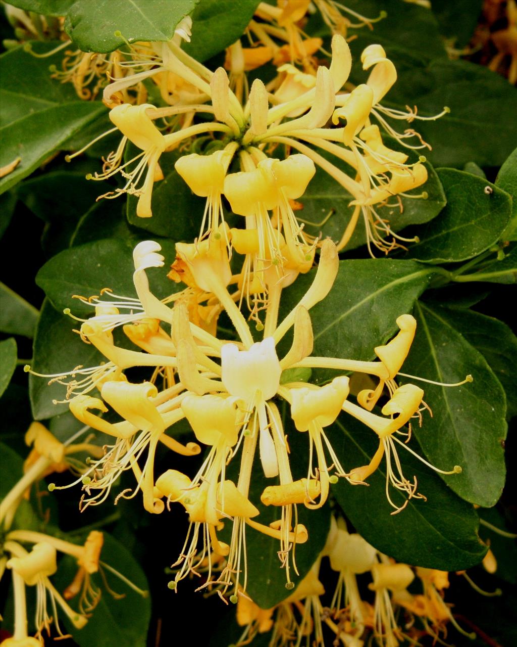 Lonicera periclymenum (door Willem Braam)