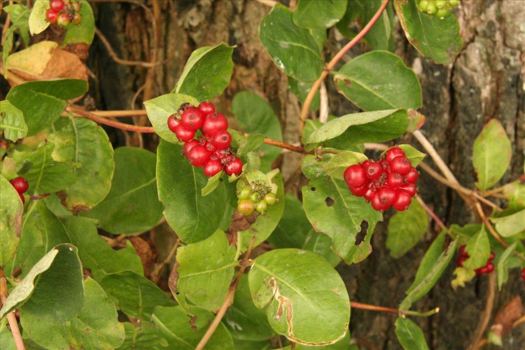 Lonicera periclymenum (door Willem Braam)