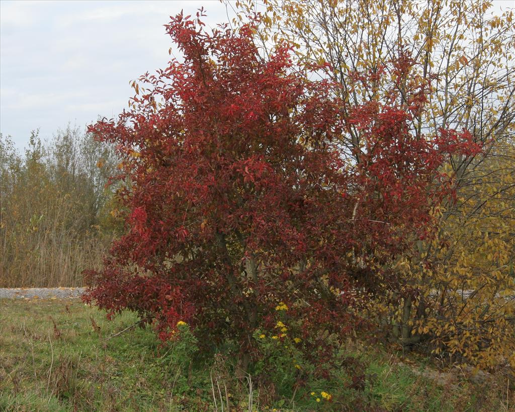 Euonymus europaeus (door Willem Braam)