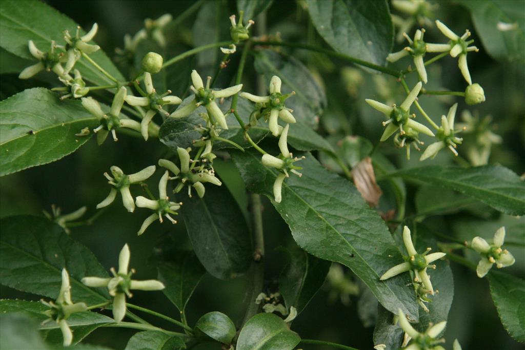 Euonymus europaeus (door Willem Braam)