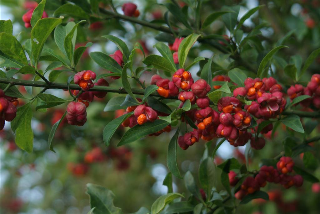 Euonymus europaeus (door Willem Braam)