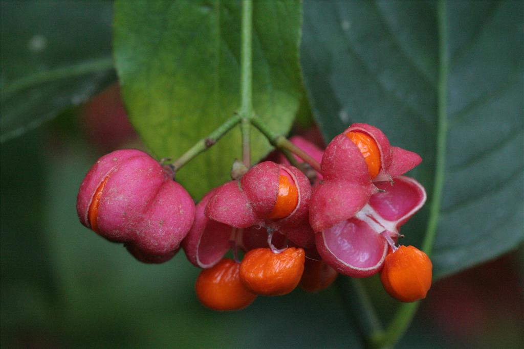 Euonymus europaeus (door Willem Braam)