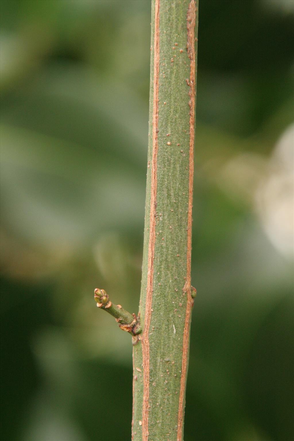 Euonymus europaeus (door Willem Braam)