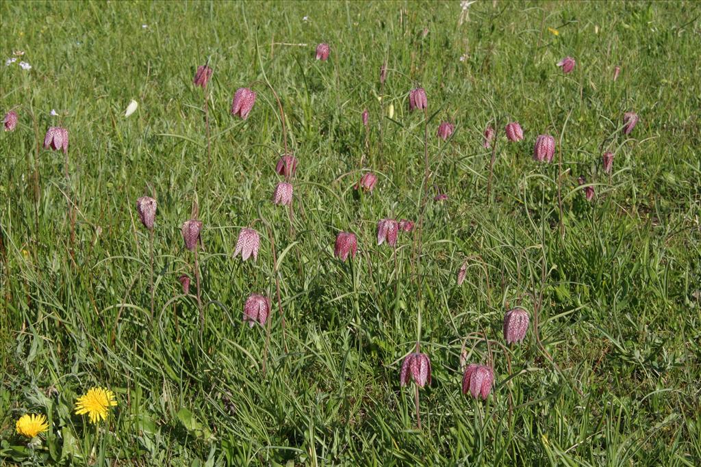 Fritillaria meleagris (door Willem Braam)