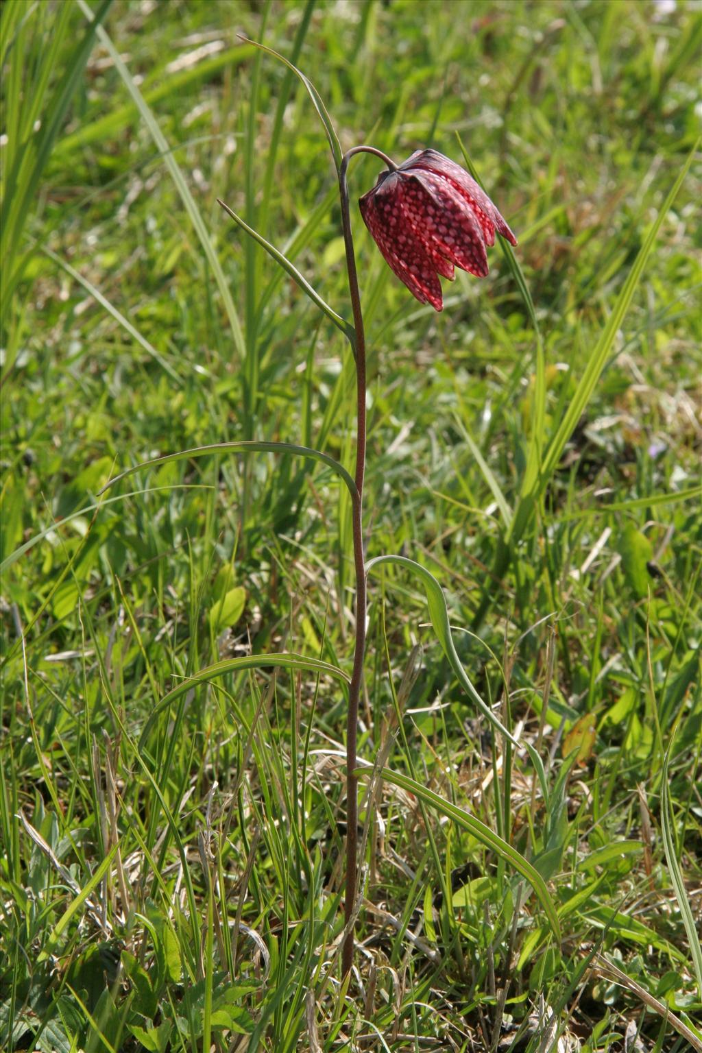 Fritillaria meleagris (door Willem Braam)