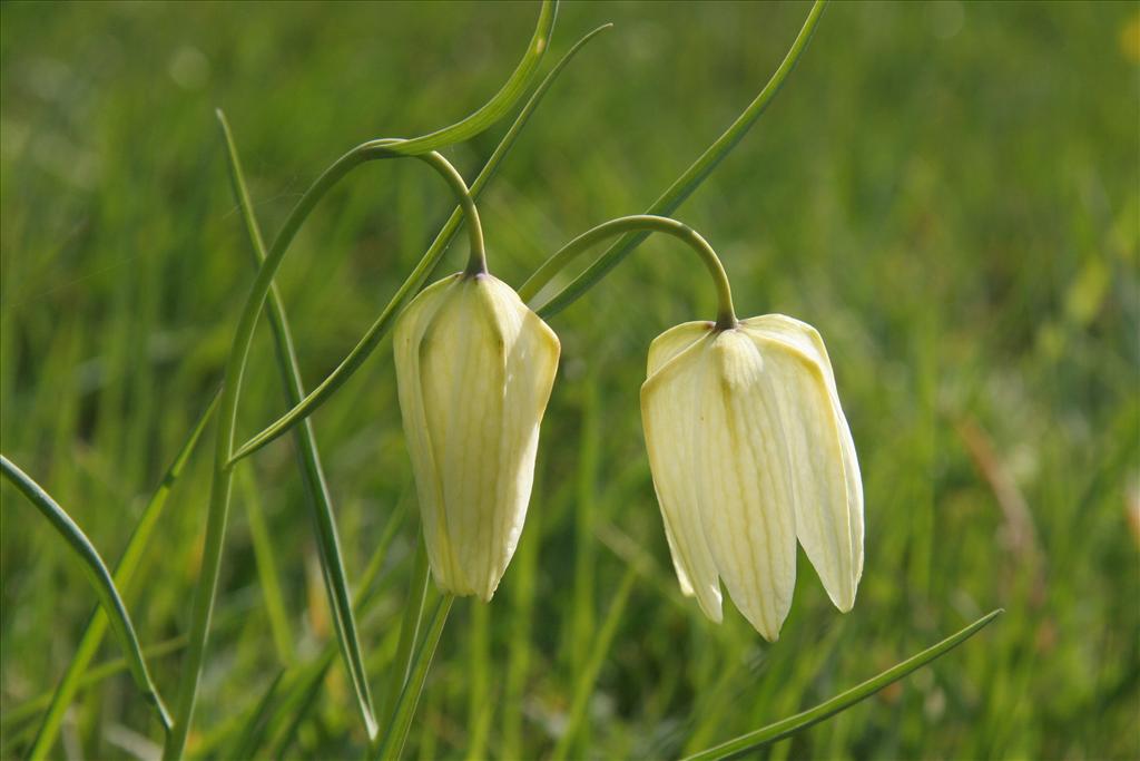 Fritillaria meleagris (door Willem Braam)