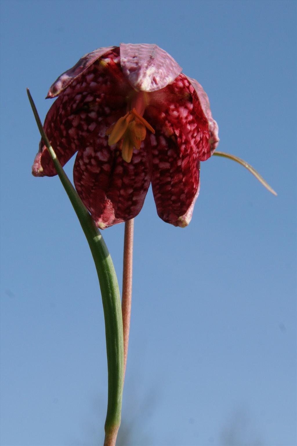 Fritillaria meleagris (door Willem Braam)