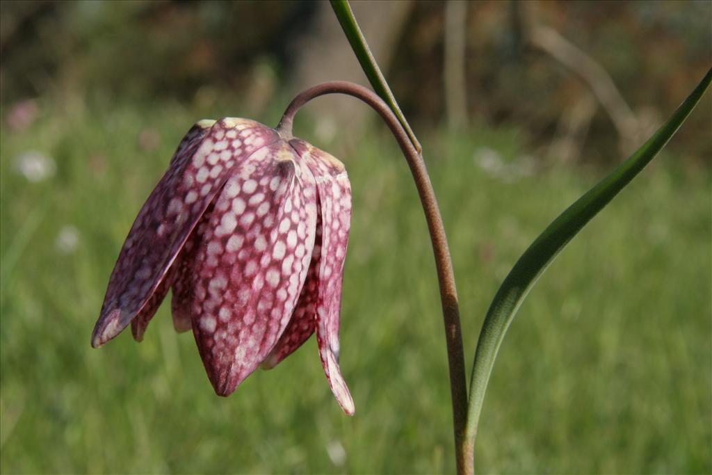 Fritillaria meleagris (door Willem Braam)