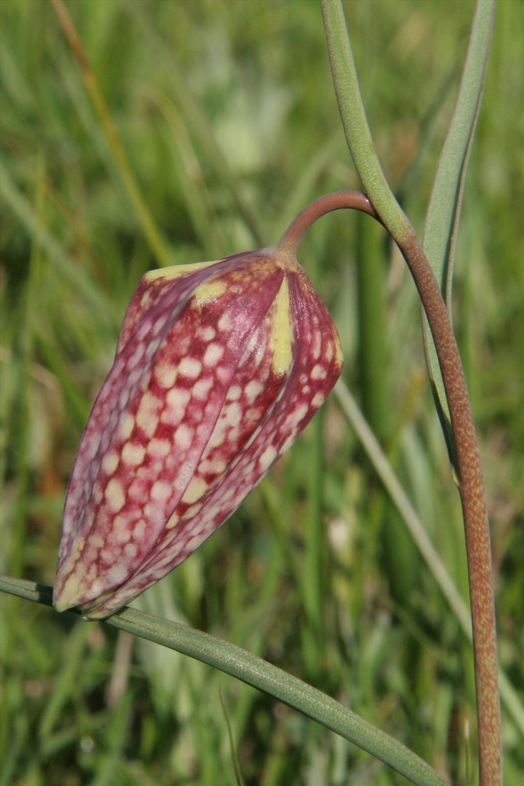 Fritillaria meleagris (door Willem Braam)