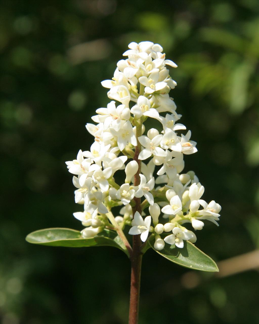 Ligustrum vulgare (door Willem Braam)