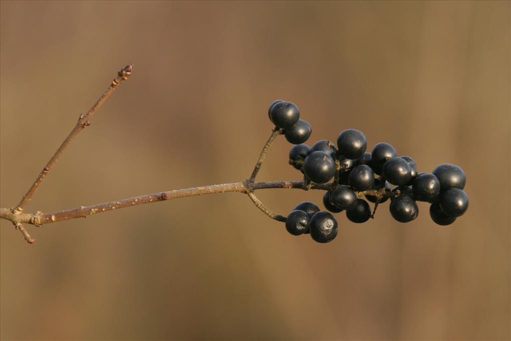 Ligustrum vulgare (door Willem Braam)