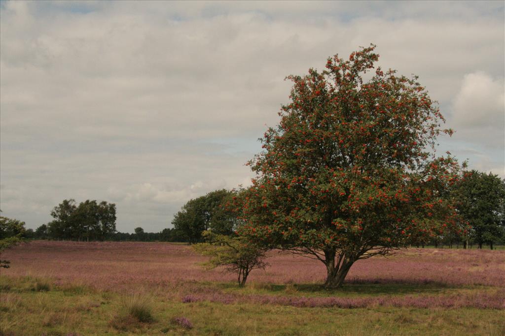Sorbus aucuparia (door Willem Braam)