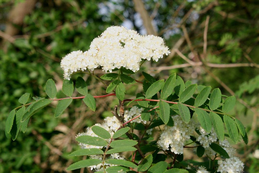 Sorbus aucuparia (door Willem Braam)