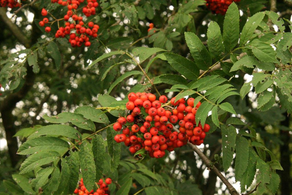 Sorbus aucuparia (door Willem Braam)