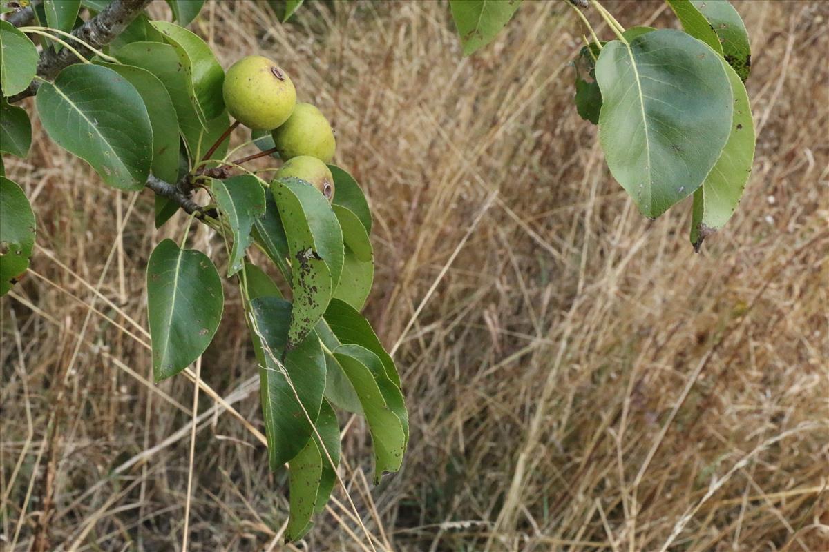 Pyrus communis (door Willem Braam)