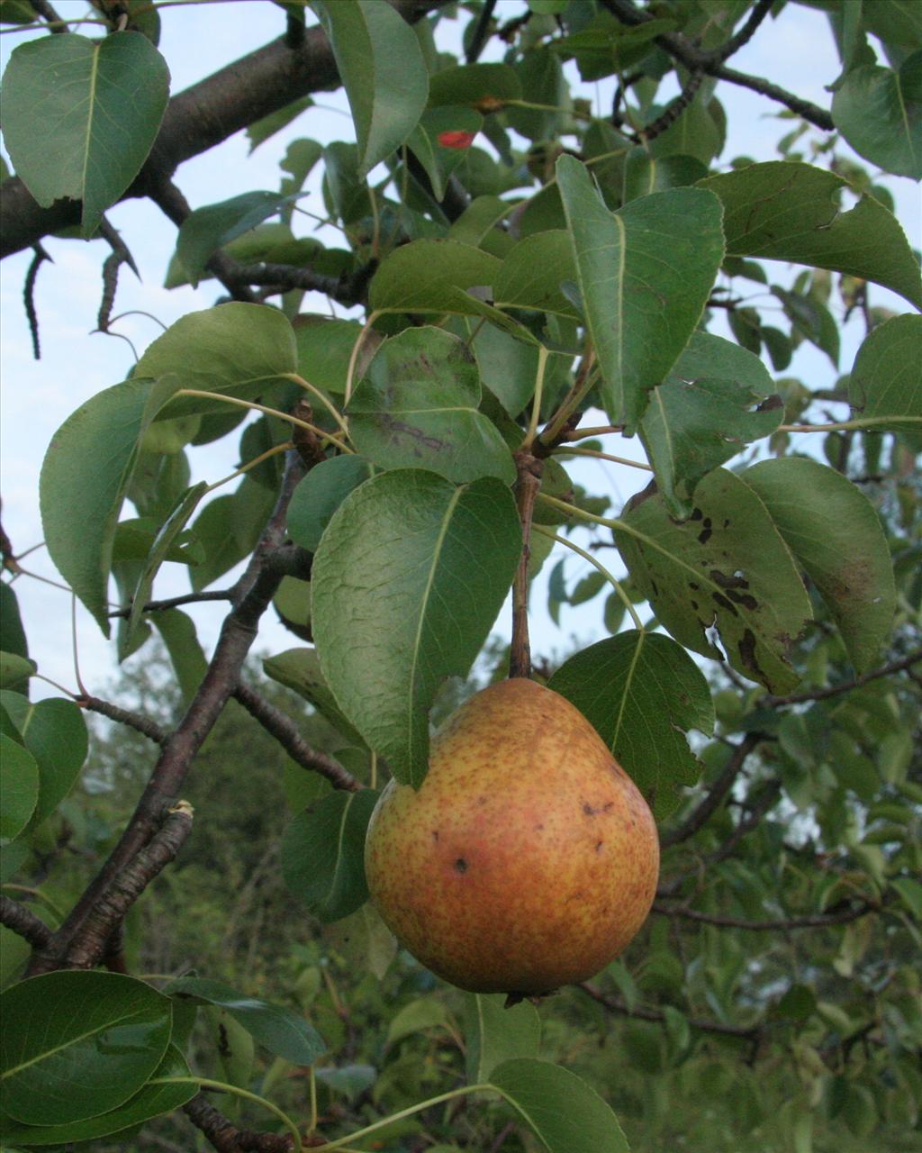 Pyrus communis (door Willem Braam)