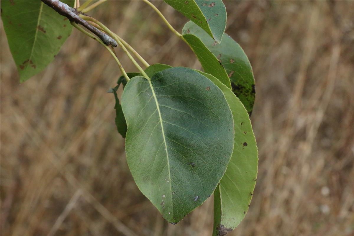 Pyrus communis (door Willem Braam)