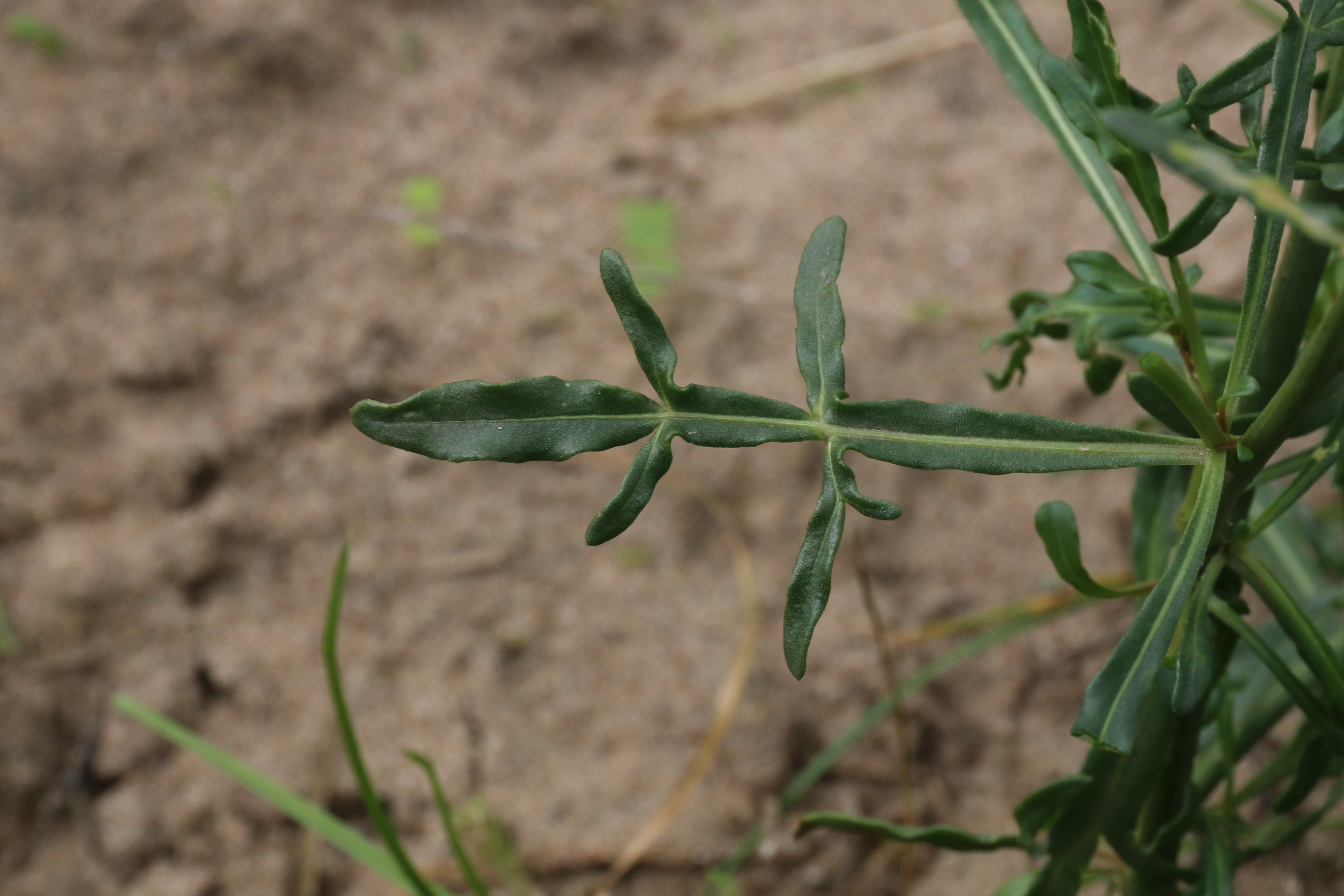 Reseda lutea (door Willem Braam)