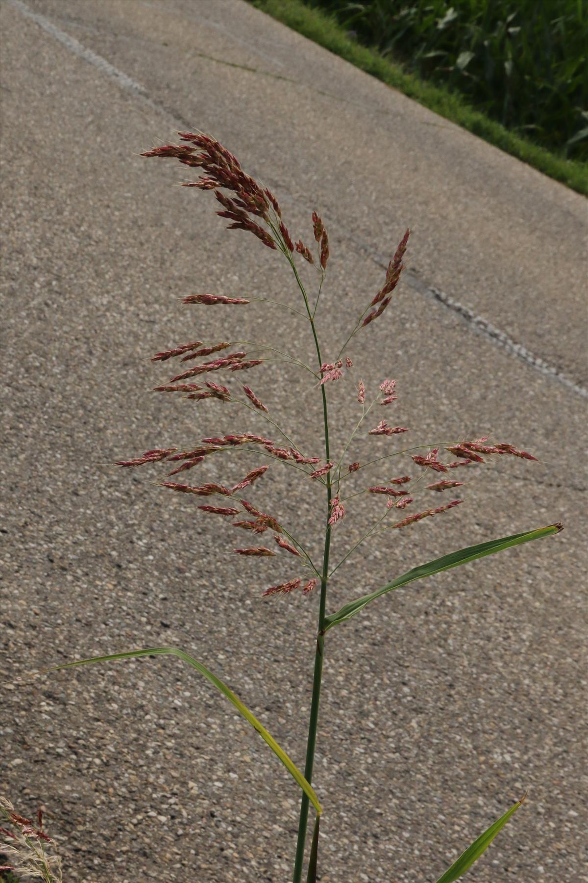 Sorghum halepense (door Willem Braam)