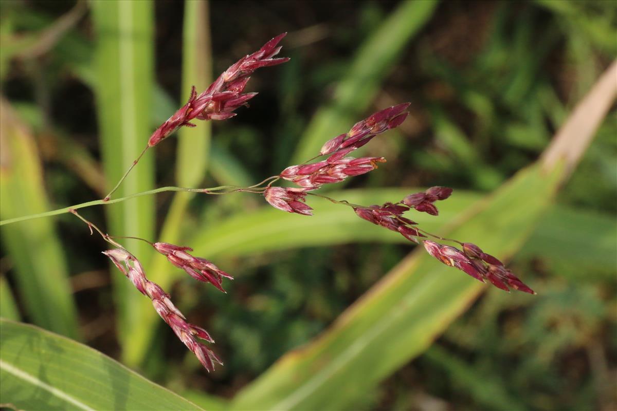 Sorghum halepense (door Willem Braam)