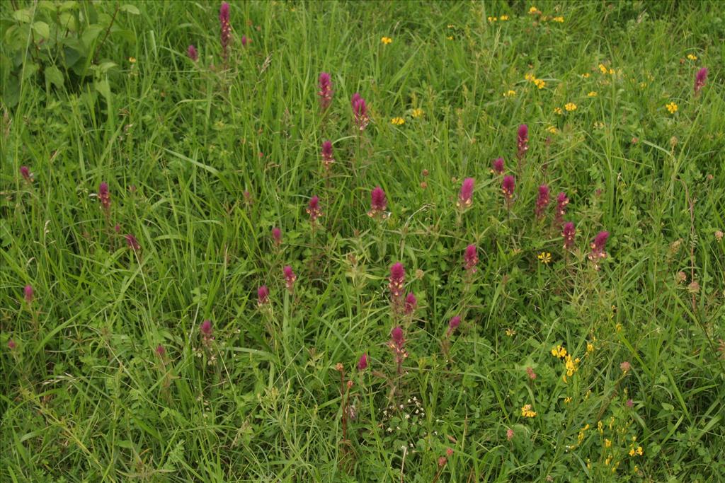 Melampyrum arvense (door Willem Braam)
