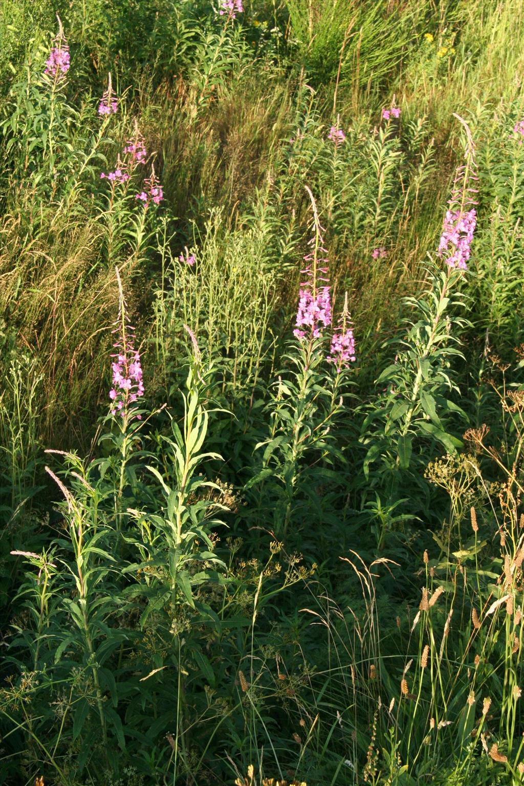 Chamaenerion angustifolium (door Willem Braam)