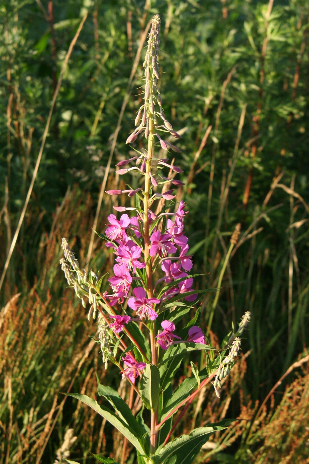 Chamaenerion angustifolium (door Willem Braam)