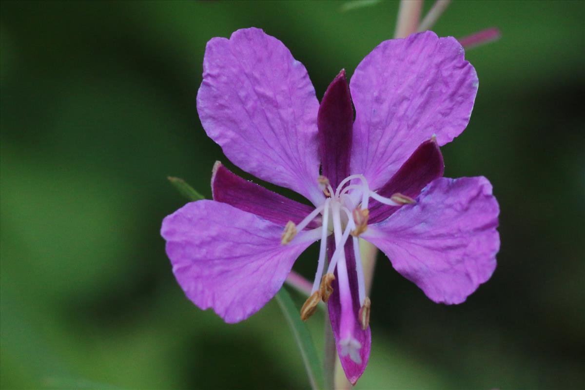 Chamaenerion angustifolium (door Willem Braam)