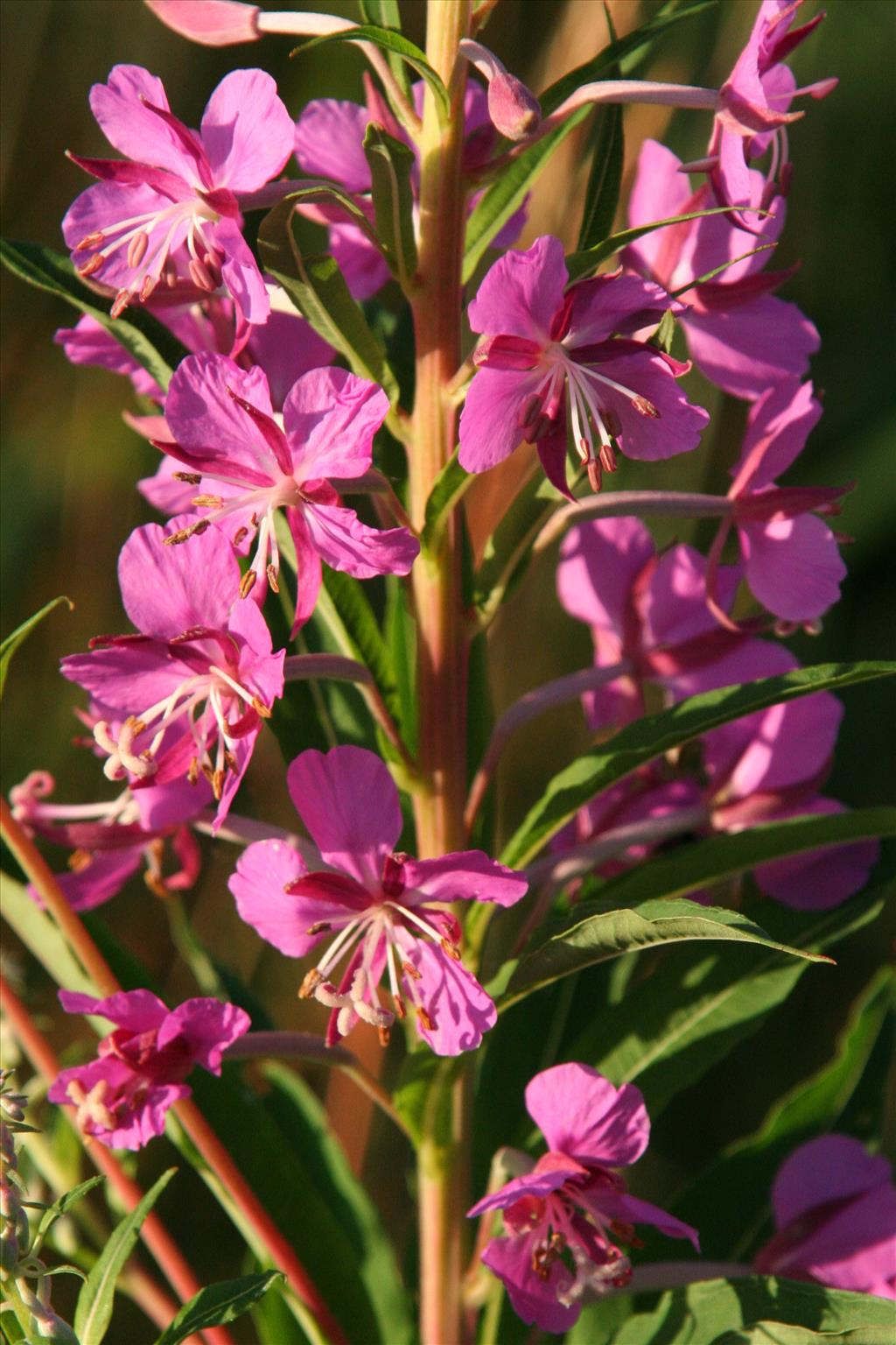 Chamaenerion angustifolium (door Willem Braam)