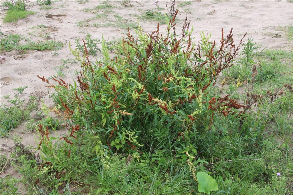 Rumex triangulivalvis (door Willem Braam)