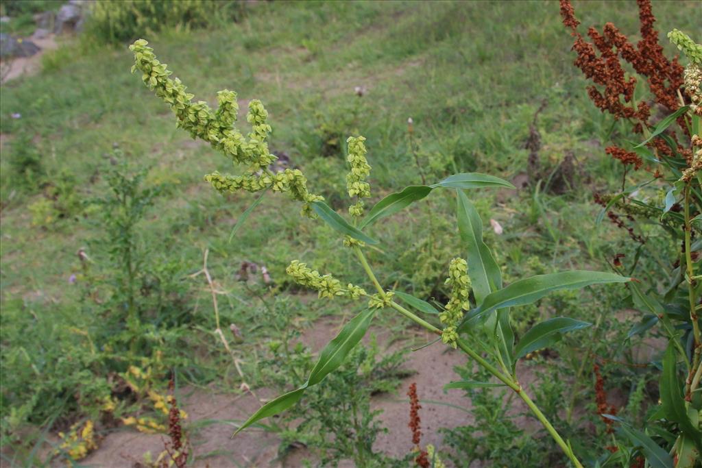 Rumex triangulivalvis (door Willem Braam)