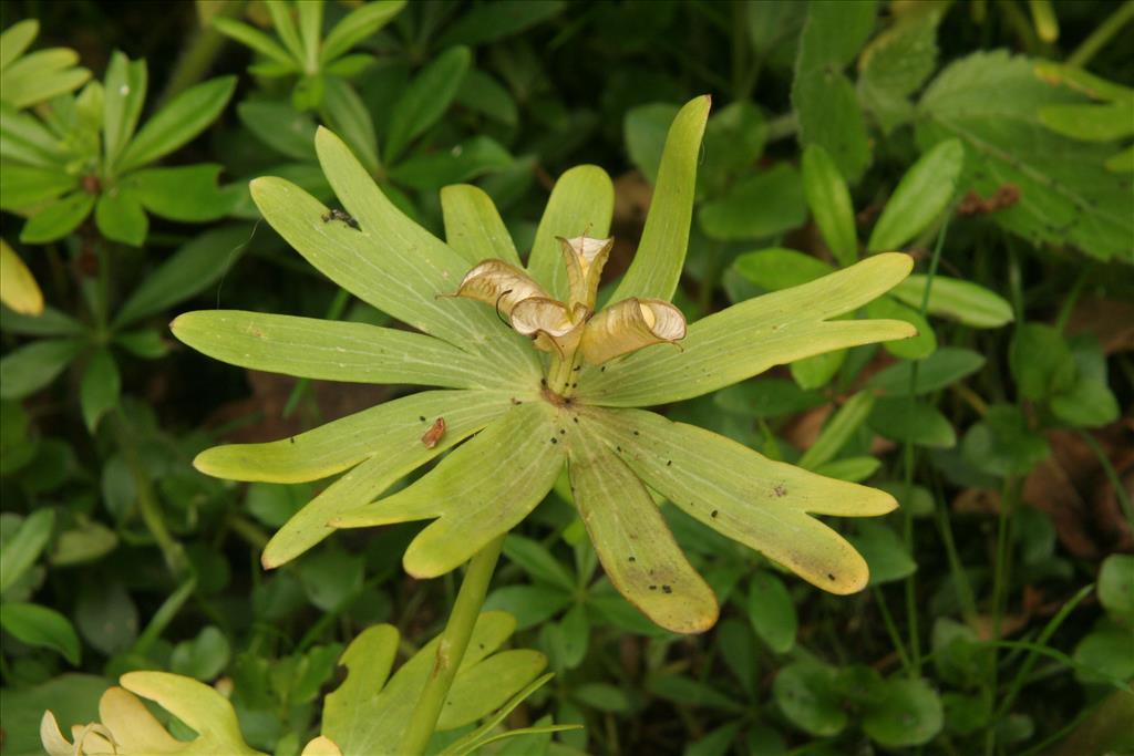 Eranthis hyemalis (door Willem Braam)