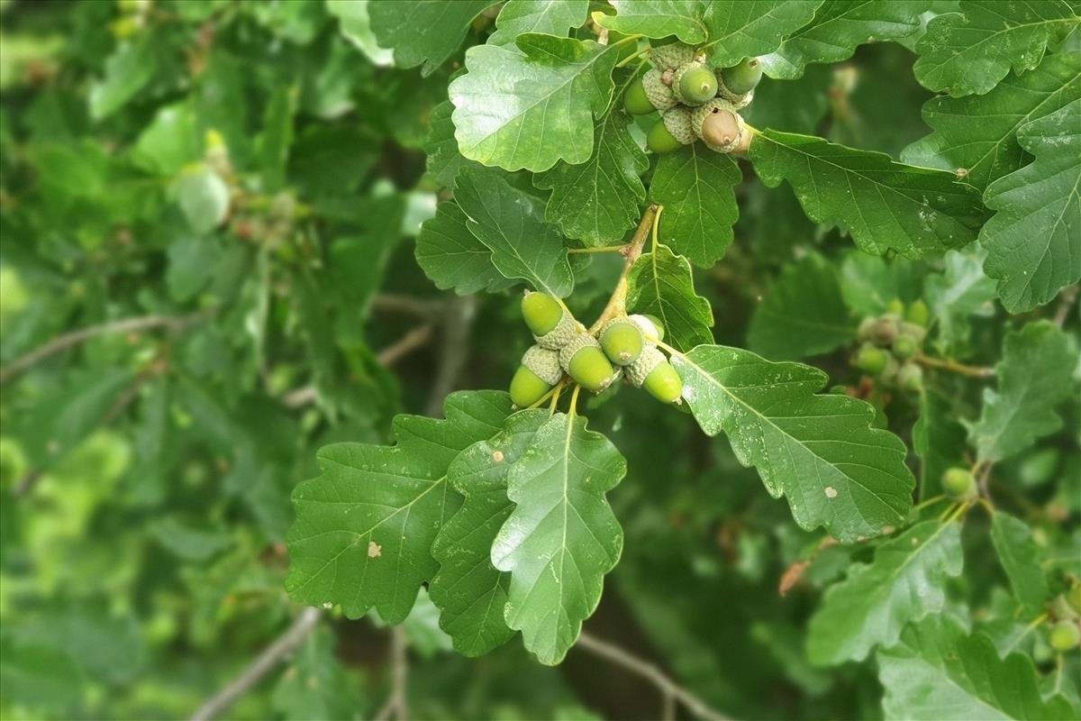 Quercus petraea (door Willem Braam)