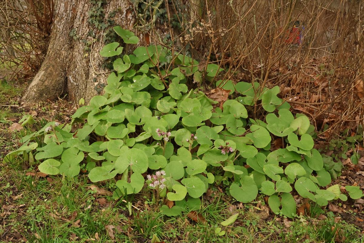 Petasites pyrenaicus (door Willem Braam)