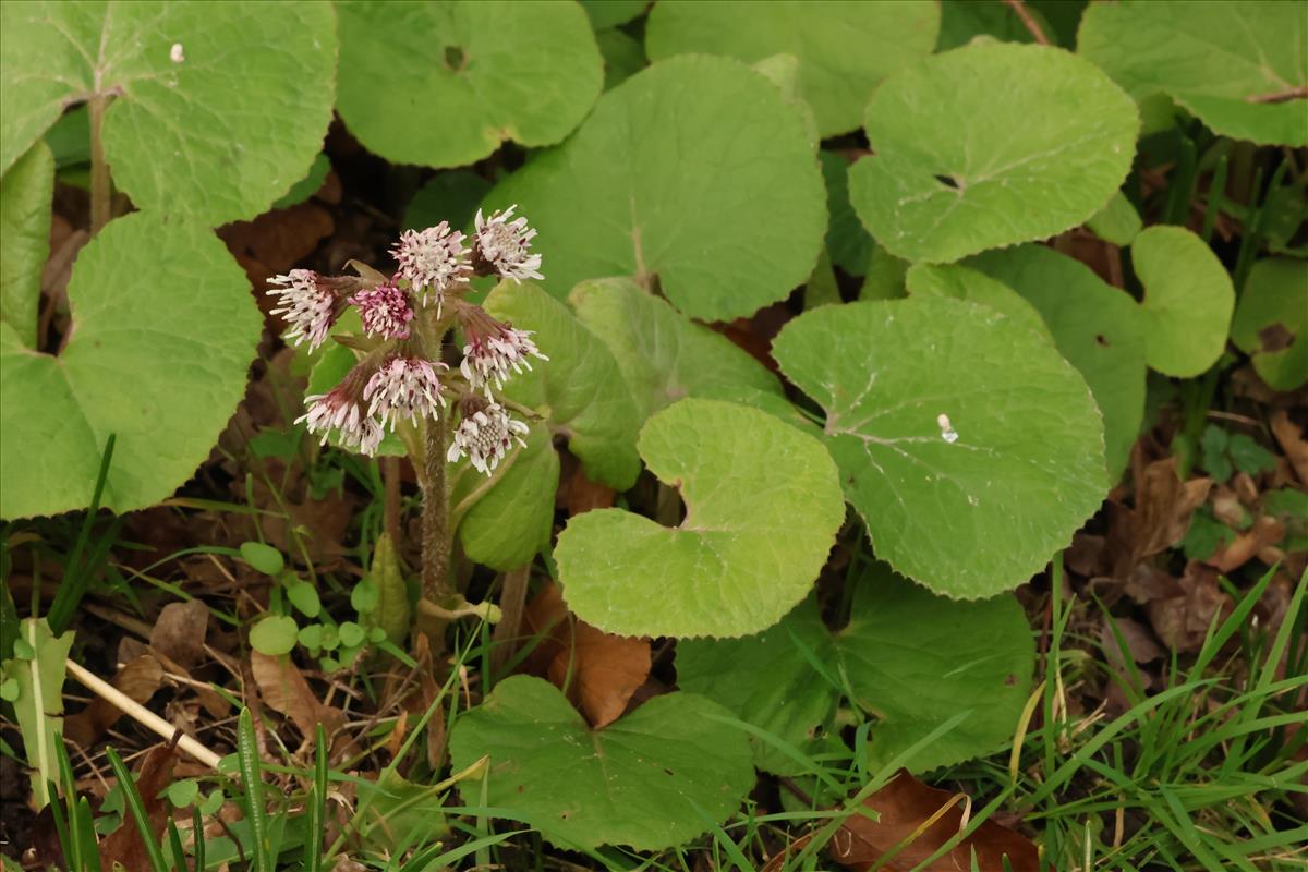 Petasites pyrenaicus (door Willem Braam)