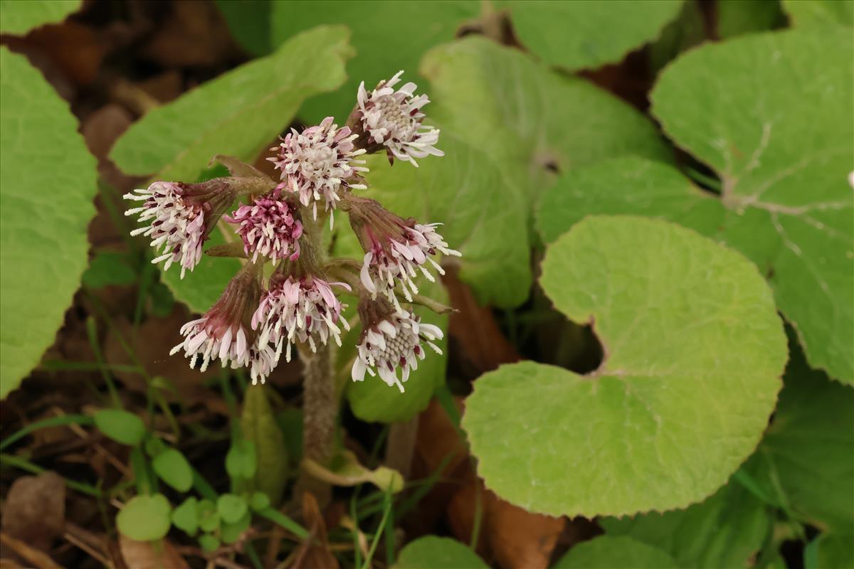 Petasites pyrenaicus (door Willem Braam)