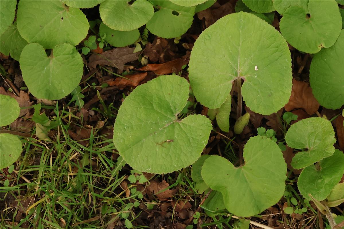 Petasites pyrenaicus (door Willem Braam)
