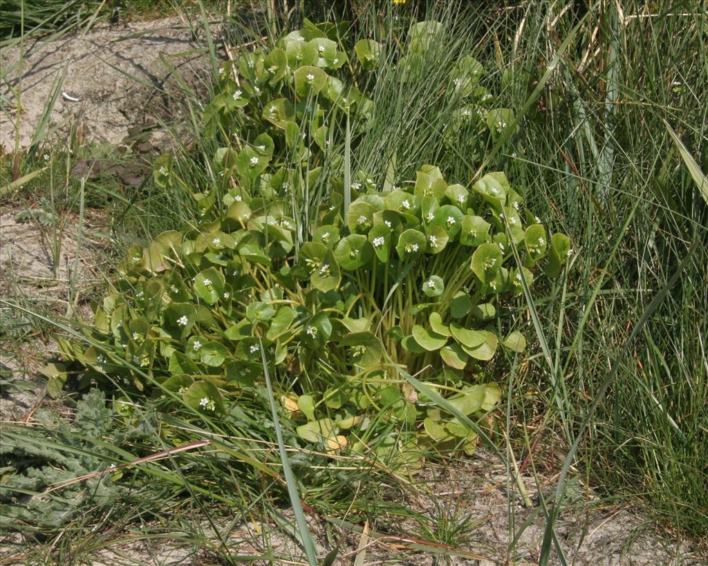 Claytonia perfoliata (door Willem Braam)
