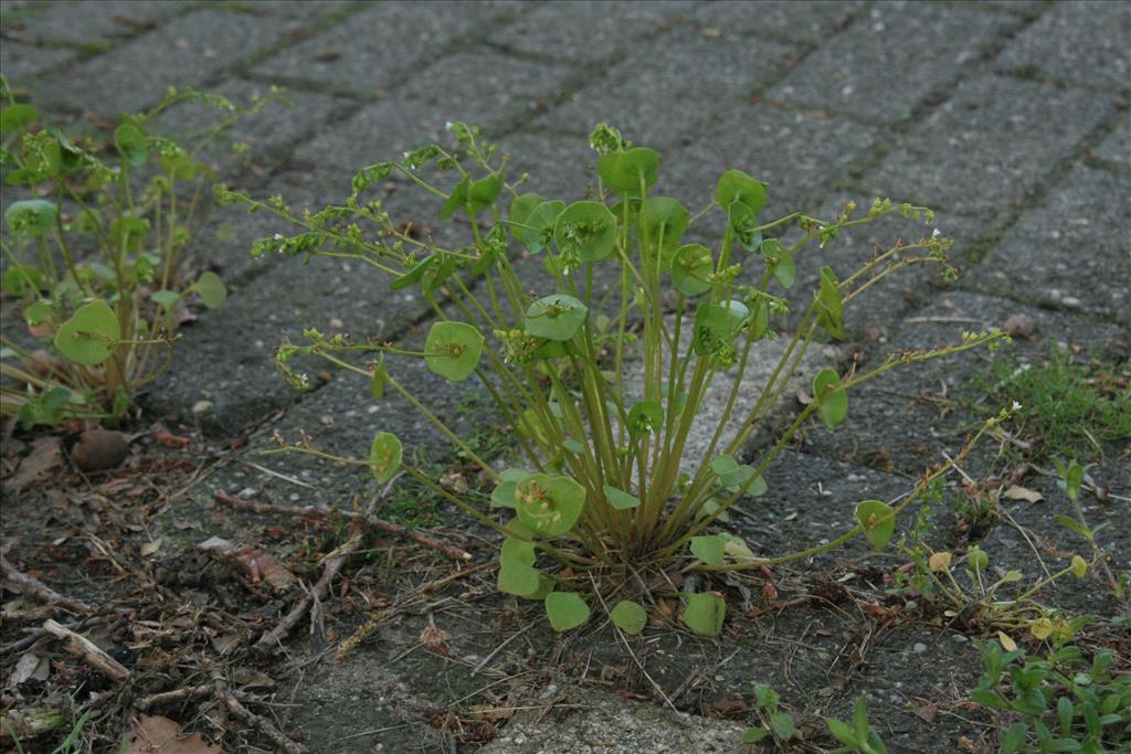 Claytonia perfoliata (door Willem Braam)
